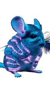Cyber Chinchilla Vinyl Car Decal Sticker – Waterproof & UV-Resistant 8" Cyber Chinchilla Vinyl Car Decal Sticker – Waterproof & UV-Resistant 8"