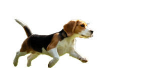 Running Beagle Vinyl Car Decal Sticker – Waterproof & UV-Resistant 8"