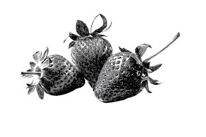 Vintage Strawberries Drawing Vinyl Car Decal Sticker – Waterproof & UV-Resistant 8"