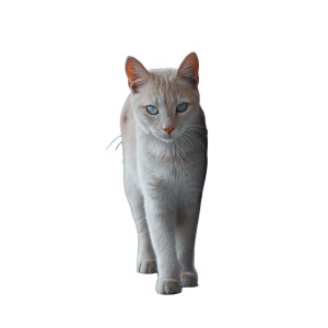 Cat V37 Vinyl Car Decal Sticker – Waterproof & UV-Resistant 8"