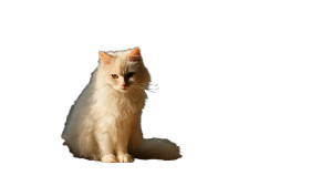 Fluffy Cat Serenity Vinyl Car Decal Sticker – Waterproof & UV-Resistant 8"