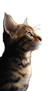 Bengal Kitten Vinyl Car Decal Sticker – Waterproof & UV-Resistant 8" Bengal Kitten Vinyl Car Decal Sticker – Waterproof & UV-Resistant 8"