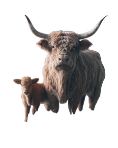 Highland Cow Calf Vinyl Car Decal Sticker – Waterproof & UV-Resistant 8" Highland Cow Calf Vinyl Car Decal Sticker – Waterproof & UV-Resistant 8"