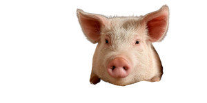 Sleeping Pig Vinyl Car Decal Sticker – Waterproof & UV-Resistant 8" Sleeping Pig Vinyl Car Decal Sticker – Waterproof & UV-Resistant 8"