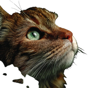A Cat V19 Vinyl Car Decal Sticker – Waterproof & UV-Resistant 8" A Cat V19 Vinyl Car Decal Sticker – Waterproof & UV-Resistant 8"