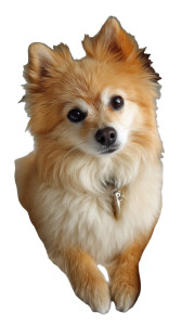 Pomeranian On Bed Vinyl Car Decal Sticker – Waterproof & UV-Resistant 8"