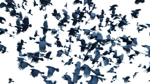 Fleeing Crows Flock Vinyl Car Decal Sticker – Waterproof & UV-Resistant 8"