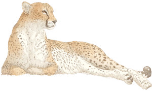 Cheetah Illustration Vinyl Car Decal Sticker – Waterproof & UV-Resistant 8" Cheetah Illustration Vinyl Car Decal Sticker – Waterproof & UV-Resistant 8"