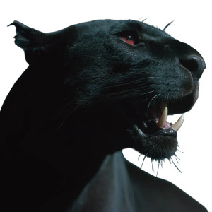 Black Cat Portrait Vinyl Car Decal Sticker – Waterproof & UV-Resistant 8"