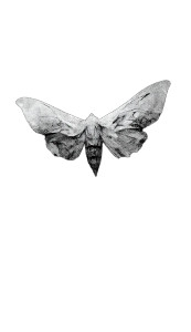 Giant Horrifying Moth Vinyl Car Decal Sticker – Waterproof & UV-Resistant 8"