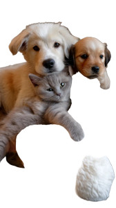 Kitten Hugs Bone Vinyl Car Decal Sticker – Waterproof & UV-Resistant 8"