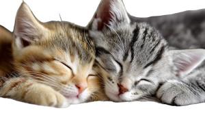 Scottish Straight Kittens Vinyl Car Decal Sticker – Waterproof & UV-Resistant 8" Scottish Straight Kittens Vinyl Car Decal Sticker – Waterproof & UV-Resistant 8"