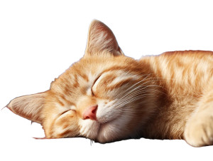 Relaxed Cat Sleeping Vinyl Car Decal Sticker – Waterproof & UV-Resistant 8"