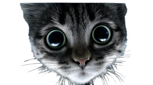 Cat In Glass Box Vinyl Car Decal Sticker – Waterproof & UV-Resistant 8"