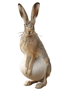 Standing Jackrabbit Vinyl Car Decal Sticker – Waterproof & UV-Resistant 8"