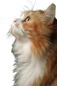 Persian Cat Vinyl Car Decal Sticker – Waterproof & UV-Resistant 8" Persian Cat Vinyl Car Decal Sticker – Waterproof & UV-Resistant 8"