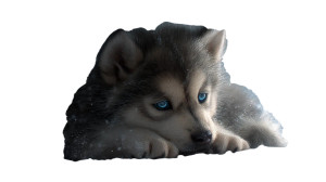 Melancholic Wolf Pup Vinyl Car Decal Sticker – Waterproof & UV-Resistant 8"