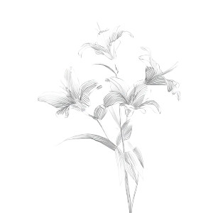 White Lilies Bouquet Vinyl Car Decal Sticker – Waterproof & UV-Resistant 8" White Lilies Bouquet Vinyl Car Decal Sticker – Waterproof & UV-Resistant 8"