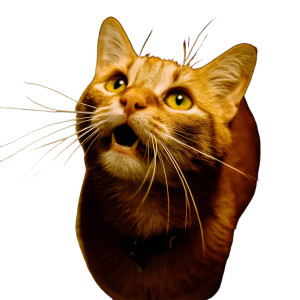 A Cat V22 Vinyl Car Decal Sticker – Waterproof & UV-Resistant 8" A Cat V22 Vinyl Car Decal Sticker – Waterproof & UV-Resistant 8"