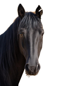 Black Horse Hay Vinyl Car Decal Sticker – Waterproof & UV-Resistant 8"