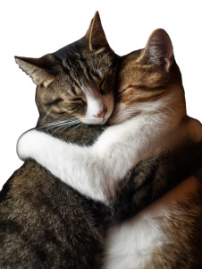 Hugging Cats Vinyl Car Decal Sticker – Waterproof & UV-Resistant 8"