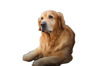 Golden Retriever Portrait V7 Vinyl Car Decal Sticker – Waterproof & UV-Resistant 8"