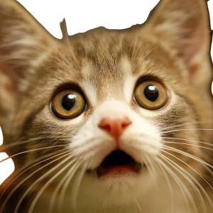 Surprised Kitten Vinyl Car Decal Sticker – Waterproof & UV-Resistant 8"