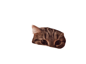 Curious Cat Peeking Vinyl Car Decal Sticker – Waterproof & UV-Resistant 8" Curious Cat Peeking Vinyl Car Decal Sticker – Waterproof & UV-Resistant 8"