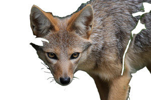 Indian Fox Vinyl Car Decal Sticker – Waterproof & UV-Resistant 8"