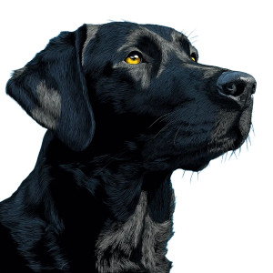 Labrador Portrait Vinyl Car Decal Sticker – Waterproof & UV-Resistant 8"