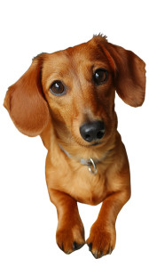 Cute Dachshund V2 Vinyl Car Decal Sticker – Waterproof & UV-Resistant 8"