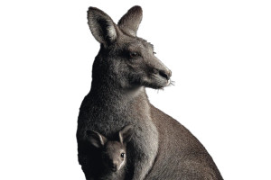 Kangaroo With Baby Vinyl Car Decal Sticker – Waterproof & UV-Resistant 8"