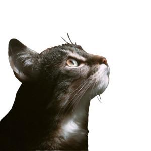 Cat With Flowers Vinyl Car Decal Sticker – Waterproof & UV-Resistant 8"