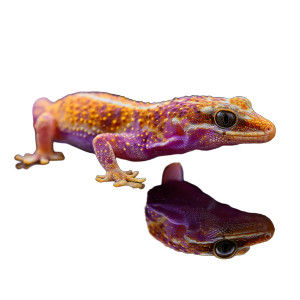 Purple Orange Gecko Vinyl Car Decal Sticker – Waterproof & UV-Resistant 8"