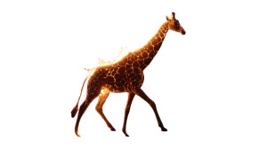Burning Giraffe Vinyl Car Decal Sticker – Waterproof & UV-Resistant 8" Burning Giraffe Vinyl Car Decal Sticker – Waterproof & UV-Resistant 8"