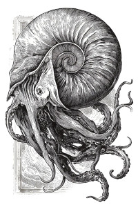 Nautilus Shell Illustration Vinyl Car Decal Sticker – Waterproof & UV-Resistant 8"