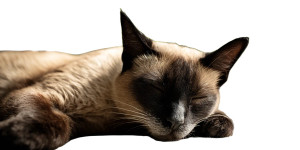 Sleeping Siamese Cat V3 Vinyl Car Decal Sticker – Waterproof & UV-Resistant 8" Sleeping Siamese Cat V3 Vinyl Car Decal Sticker – Waterproof & UV-Resistant 8"