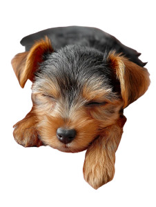 Sleeping Yorkie Puppy Vinyl Car Decal Sticker – Waterproof & UV-Resistant 8"