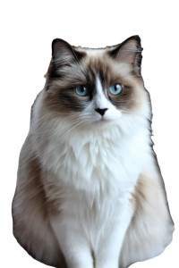 Ragdoll Cat Vinyl Car Decal Sticker – Waterproof & UV-Resistant 8" Ragdoll Cat Vinyl Car Decal Sticker – Waterproof & UV-Resistant 8"