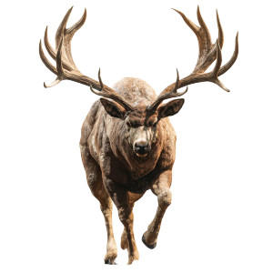 Big Deer Vinyl Car Decal Sticker – Waterproof & UV-Resistant 8"