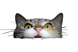 Wide-Eyed Cat Biting Vinyl Car Decal Sticker – Waterproof & UV-Resistant 8"