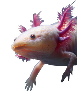 Golden Hour Axolotl Vinyl Car Decal Sticker – Waterproof & UV-Resistant 8"