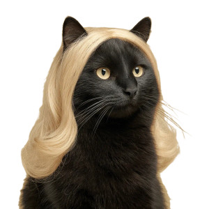 Black Cat Wig Vinyl Car Decal Sticker – Waterproof & UV-Resistant 8" Black Cat Wig Vinyl Car Decal Sticker – Waterproof & UV-Resistant 8"