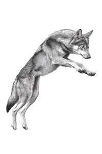 Timber Wolf Leap Vinyl Car Decal Sticker – Waterproof & UV-Resistant 8"