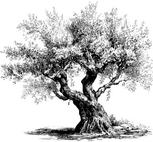 Greek Olive Tree Vinyl Car Decal Sticker – Waterproof & UV-Resistant 8"