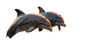 Leaping Dolphins Vinyl Car Decal Sticker – Waterproof & UV-Resistant 8" Leaping Dolphins Vinyl Car Decal Sticker – Waterproof & UV-Resistant 8"