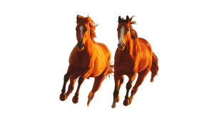 Galloping Horses Sunset Vinyl Car Decal Sticker – Waterproof & UV-Resistant 8" Galloping Horses Sunset Vinyl Car Decal Sticker – Waterproof & UV-Resistant 8"