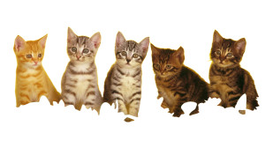 Adorable Kittens Row Vinyl Car Decal Sticker – Waterproof & UV-Resistant 8"