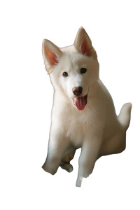 Smiling Husky Puppy Vinyl Car Decal Sticker – Waterproof & UV-Resistant 8"
