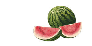 Watermelon Illustration Vinyl Car Decal Sticker – Waterproof & UV-Resistant 8"